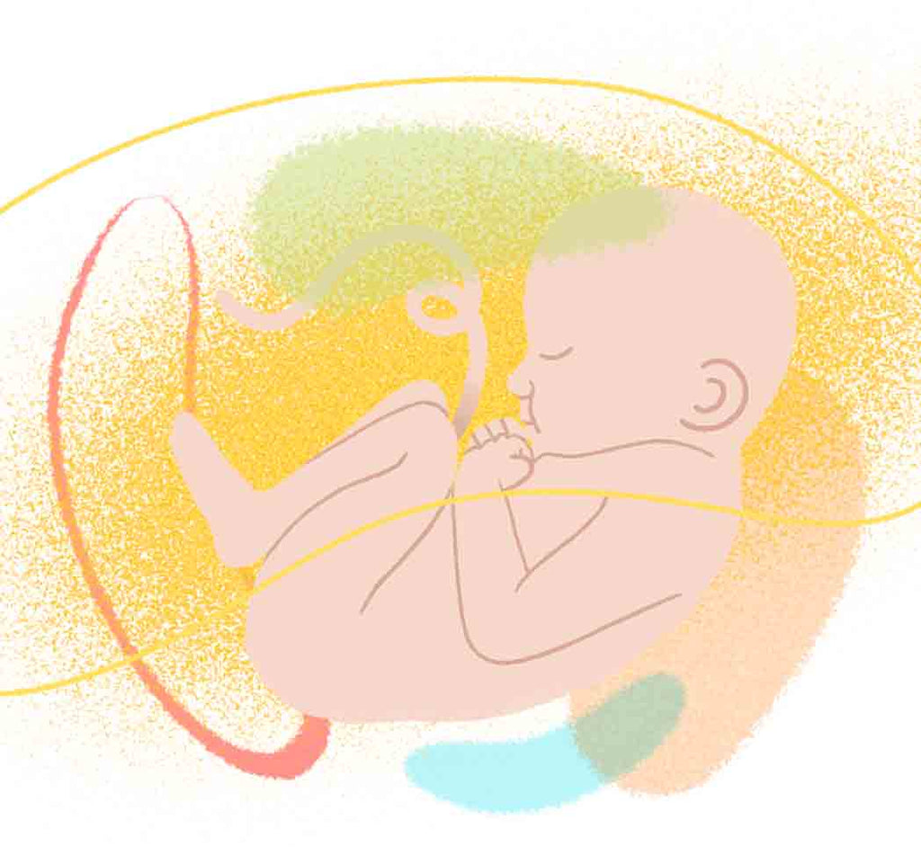 Appareil auditif chez le fœtus
